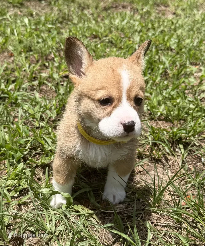 Blossom yellow – Pembroke Welsh Corgi puppy for sale in Spring Hill, FL