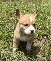 Blossom yellow, a female Pembroke Welsh Corgi for sale in Spring Hill, FL – 1 of 5