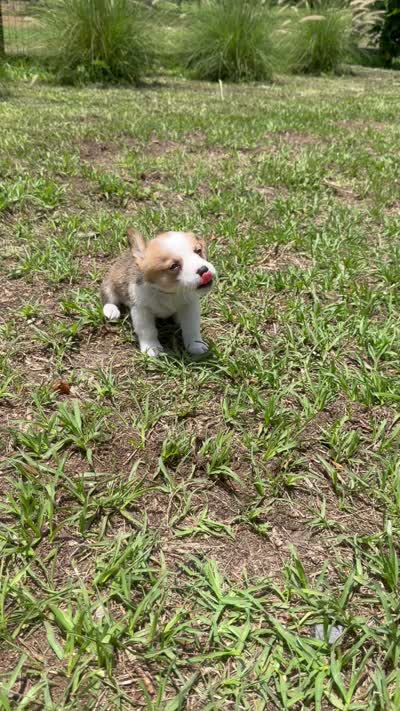 Bailey purple, a female Pembroke Welsh Corgi for sale in Spring Hill, FL – 7 of 9