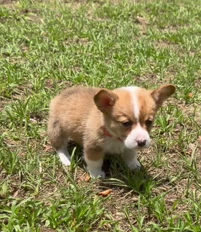 Buttercup orange, a male Pembroke Welsh Corgi for sale in Spring Hill, FL – 4 of 6