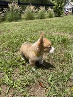 Blossom yellow, a female Pembroke Welsh Corgi for sale in Spring Hill, FL – 4 of 5