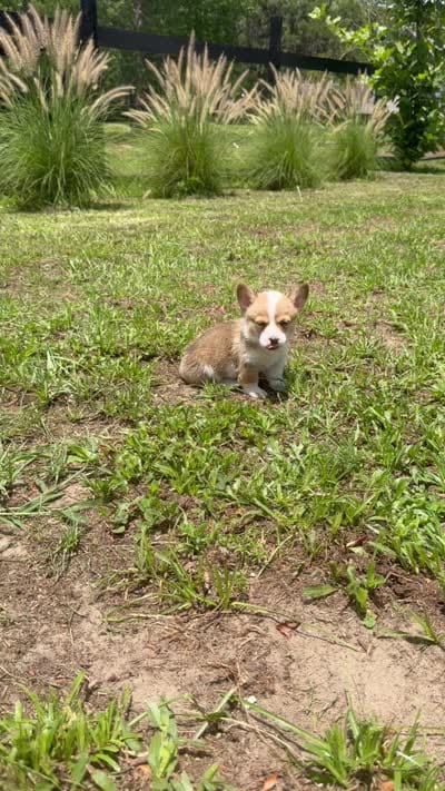 Bamboo green, a male Pembroke Welsh Corgi for sale in Spring Hill, FL – 7 of 7