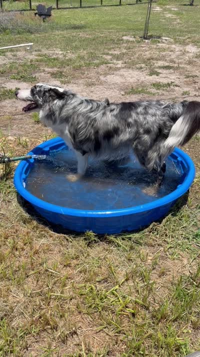 Black and white Border Female, a female Border Collie for sale in Spring Hill, FL – 10 of 10