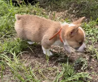 Buttercup orange, a male Pembroke Welsh Corgi for sale in Spring Hill, FL – 6 of 6