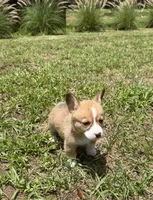 Blossom yellow, a female Pembroke Welsh Corgi for sale in Spring Hill, FL – 3 of 5