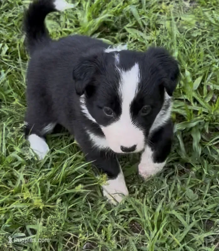 Green Border – Border Collie puppy for sale in Spring Hill, FL