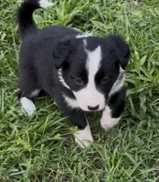 Green Border, a female Border Collie for sale in Spring Hill, FL – 1 of 8