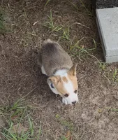 Bailey purple, a female Pembroke Welsh Corgi for sale in Spring Hill, FL – 8 of 9
