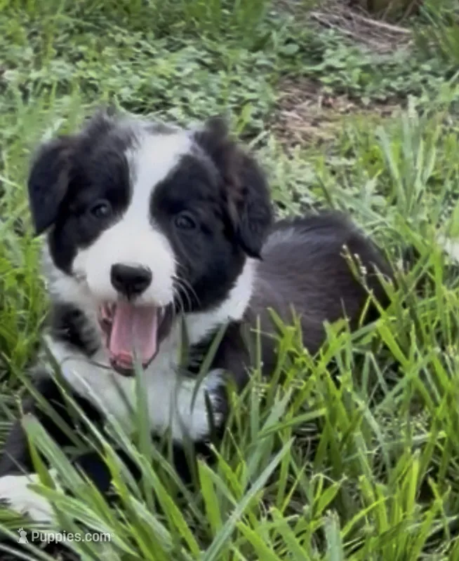 Green Border – Border Collie puppy for sale in Spring Hill, FL