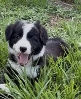 Black and white Border green collar, a female Border Collie for sale in Spring Hill, FL – 1 of 10