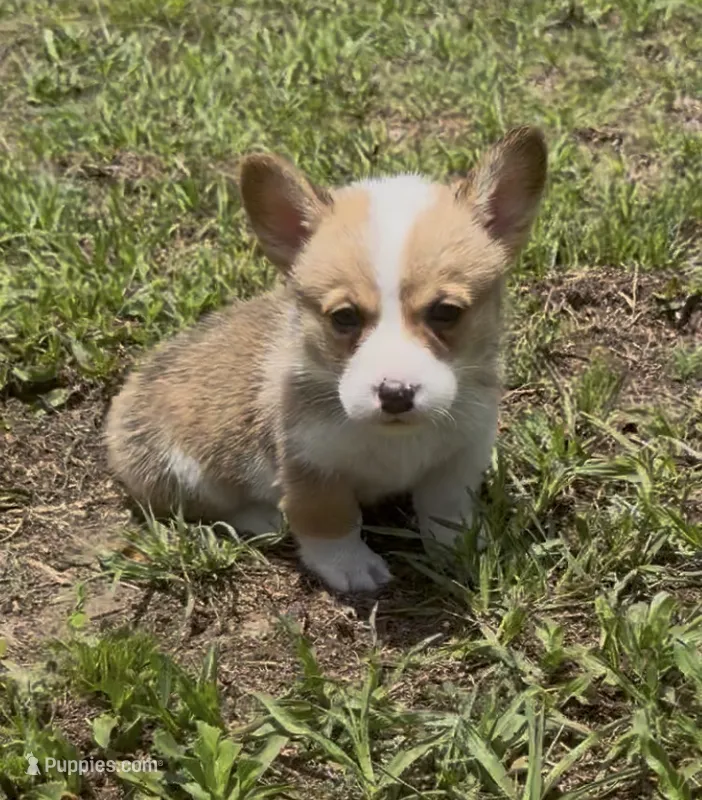 Bamboo green, a male Pembroke Welsh Corgi for sale in Spring Hill, FL – 1 of 7