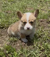 Bamboo green, a male Pembroke Welsh Corgi for sale in Spring Hill, FL – 1 of 7