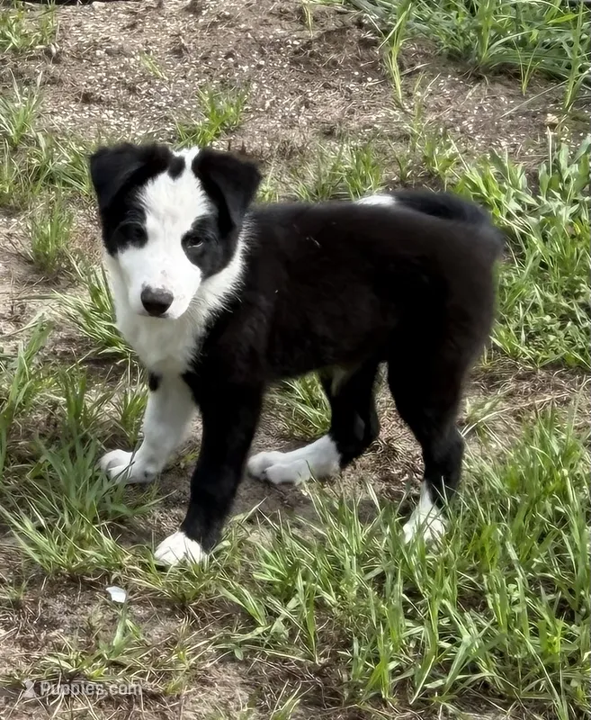 Black and white male Border Collie  – Border Collie puppy for sale in Spring Hill, FL