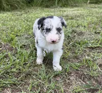 Blue Merle, a female Border Collie for sale in Spring Hill, FL – 4 of 8