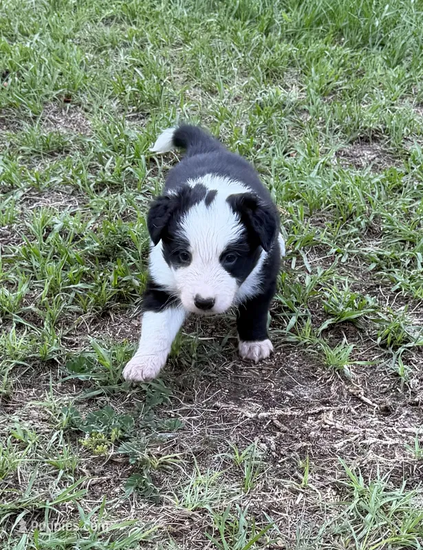 Black Border – Border Collie puppy for sale in Spring Hill, FL