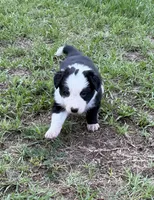 Black Border, a male Border Collie for sale in Spring Hill, FL – 1 of 8