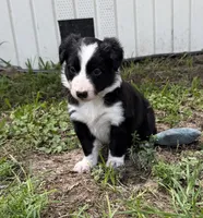 Green Border, a female Border Collie for sale in Spring Hill, FL – 5 of 8