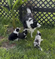 Black and white male Border Collie , a male Border Collie for sale in Spring Hill, FL – 5 of 10