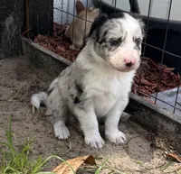 Blue Merle, a female Border Collie for sale in Spring Hill, FL – 7 of 8
