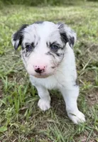 Blue Merle, a female Border Collie for sale in Spring Hill, FL – 3 of 8