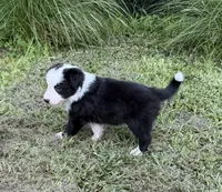 Black Border, a male Border Collie for sale in Spring Hill, FL – 2 of 8