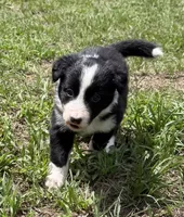Green Border, a female Border Collie for sale in Spring Hill, FL – 3 of 8