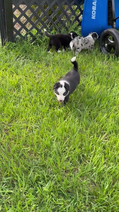 Black and white male Border Collie , a male Border Collie for sale in Spring Hill, FL – 10 of 10