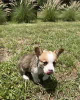 Bailey purple, a female Pembroke Welsh Corgi for sale in Spring Hill, FL – 5 of 9