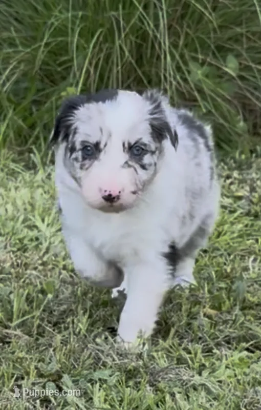 Blue Merle – Border Collie puppy for sale in Spring Hill, FL