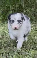 Blue Merle, a female Border Collie for sale in Spring Hill, FL – 1 of 8