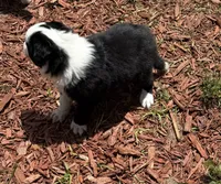 Black Border, a male Border Collie for sale in Spring Hill, FL – 5 of 8