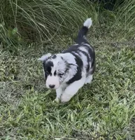 Pink Merle, a female Border Collie for sale in Spring Hill, FL – 2 of 10