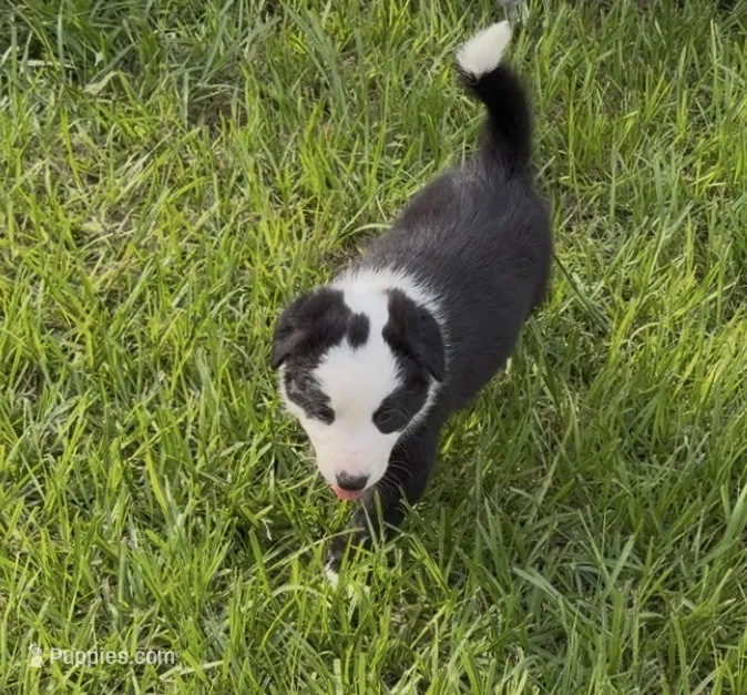 Black Border – Border Collie puppy for sale in Spring Hill, FL