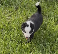 Black and white male Border Collie , a male Border Collie for sale in Spring Hill, FL – 1 of 10