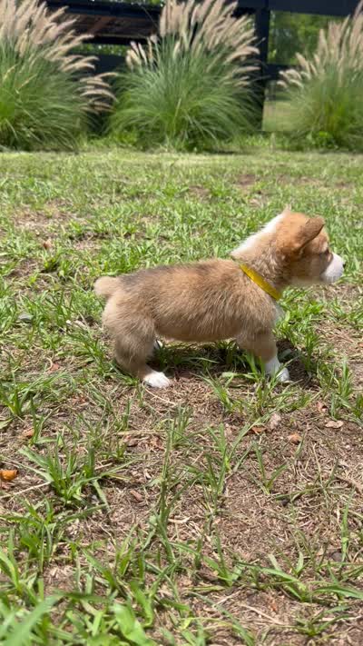 Blossom yellow, a female Pembroke Welsh Corgi for sale in Spring Hill, FL – 5 of 5