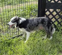 Black and white male Border Collie , a male Border Collie for sale in Spring Hill, FL – 6 of 10