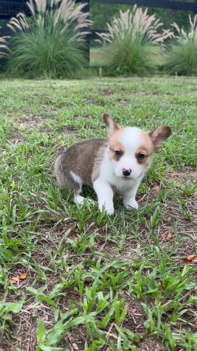 Bentley blue, a male Pembroke Welsh Corgi for sale in Spring Hill, FL – 3 of 6