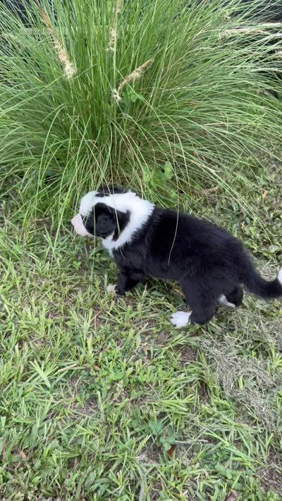 Black Border, a male Border Collie for sale in Spring Hill, FL – 8 of 8