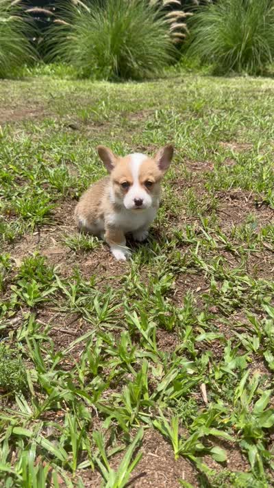Bamboo green, a male Pembroke Welsh Corgi for sale in Spring Hill, FL – 6 of 7
