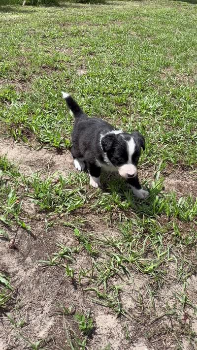Green Border, a female Border Collie for sale in Spring Hill, FL – 8 of 8
