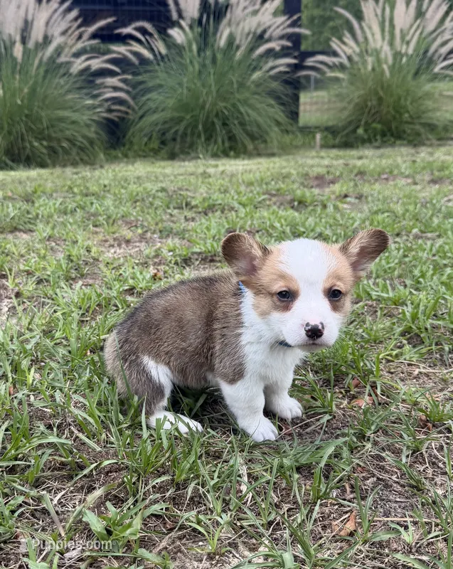 Bentley blue – Pembroke Welsh Corgi puppy for sale in Spring Hill, FL