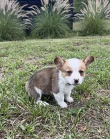 Bentley blue, a male Pembroke Welsh Corgi for sale in Spring Hill, FL – 2 of 6