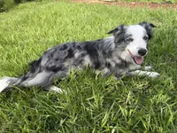 Blue Merle Female, a female Border Collie for sale in Spring Hill, FL – 5 of 10