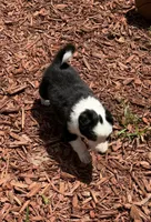 Black Border, a male Border Collie for sale in Spring Hill, FL – 7 of 8