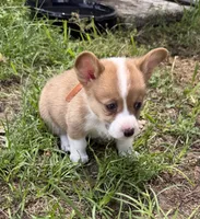 Buttercup orange, a male Pembroke Welsh Corgi for sale in Spring Hill, FL – 5 of 6