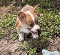 Buttercup orange, a male Pembroke Welsh Corgi for sale in Spring Hill, FL – 3 of 6