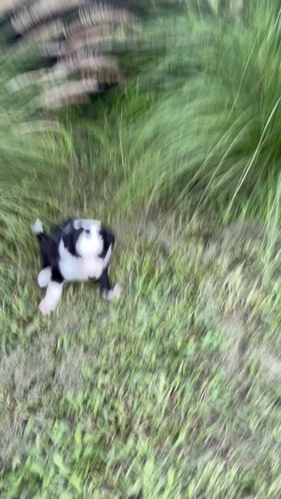 Black Border, a male Border Collie for sale in Spring Hill, FL – 4 of 8