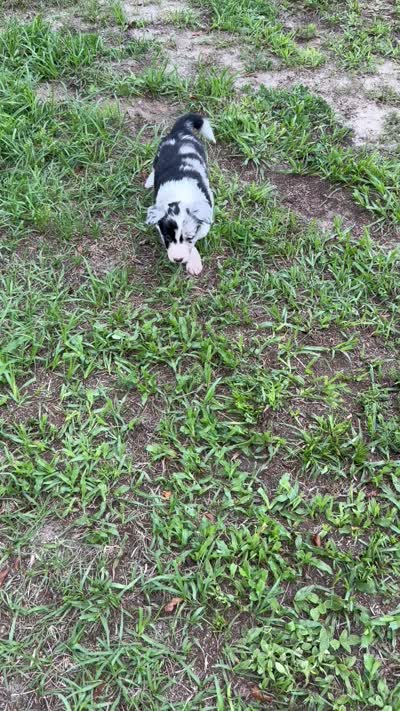 Pink Merle, a female Border Collie for sale in Spring Hill, FL – 9 of 10