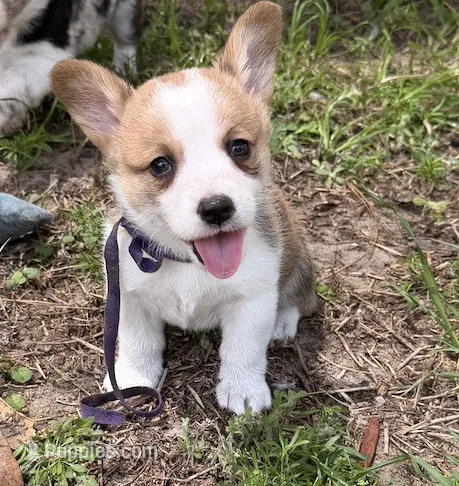 Bailey purple – Pembroke Welsh Corgi puppy for sale in Spring Hill, FL