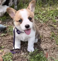 Bailey purple, a female Pembroke Welsh Corgi for sale in Spring Hill, FL – 6 of 9